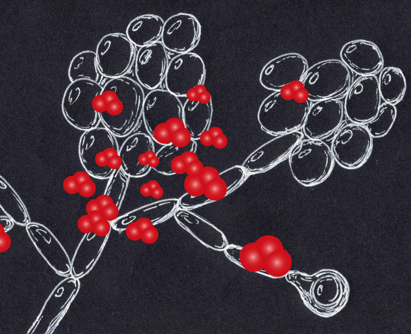 Highly efficient inactivation of refractory Candida albicans

